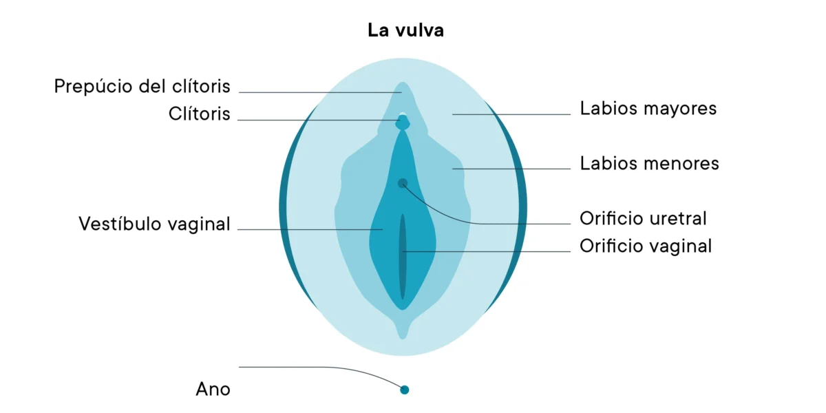 Vulva