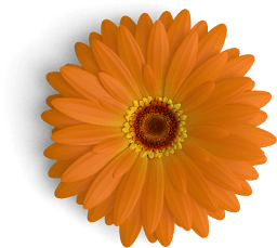 gerbera flower orange top s