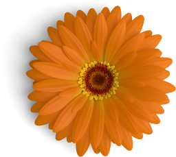 Gerbera Flower Orange Top S