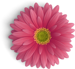 gerbera flower pink top s