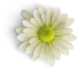 Chrysanthemum Flower 2 Top S