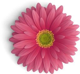 Gerbera Flower Pink Top S