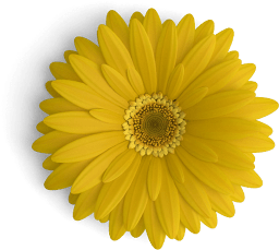 gerbera flower yellow top s