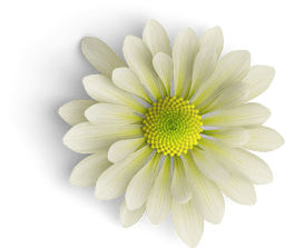 chrysanthemum flower 2 top s