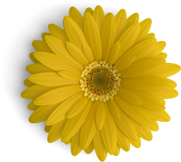 Gerbera Flower Yellow Top S